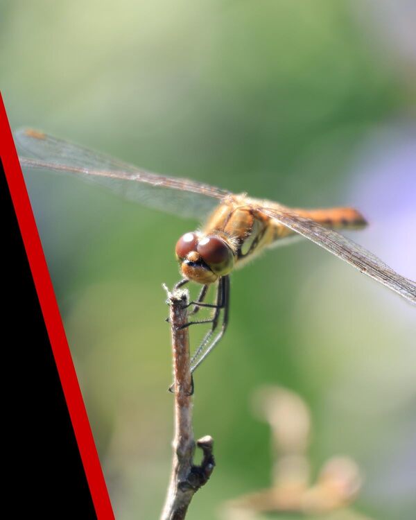 Objectif Canon RF-S 55-210 mm F5-7,1 IS STM téléobjectif zoom, stabilisateur d'image optique 4,5 vitesses, voyages/sport/faune, Canon EOS R APS-C