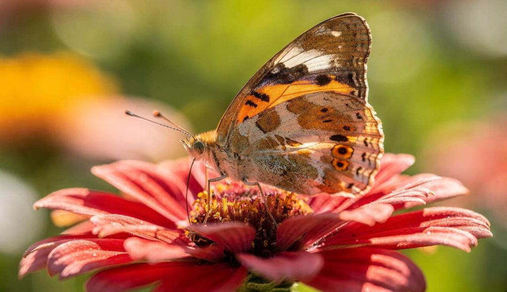 3 Difficultés de la Photographie Macro : comment les Surmonter ?