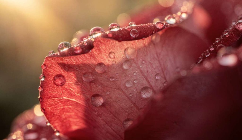 Comment être créatif en macrophotographie : astuces et conseils