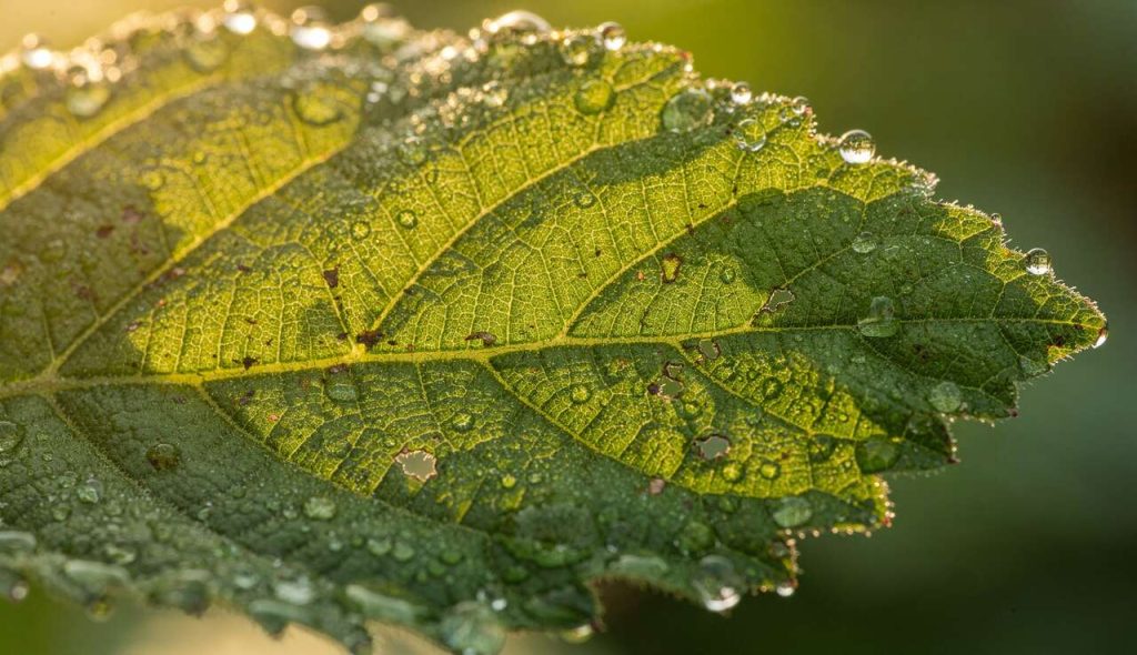 Macro photographie : 5 questions réponses essentielles