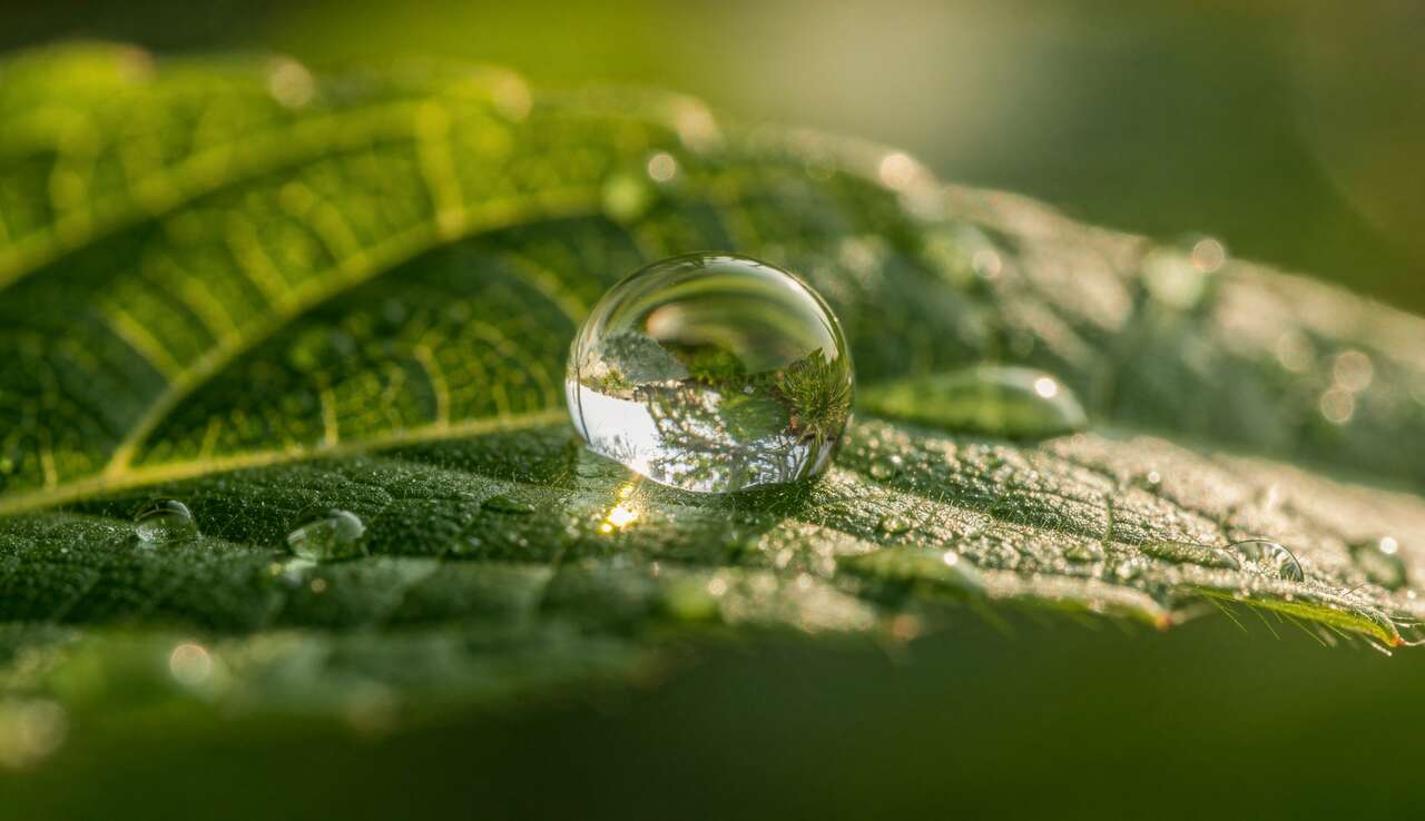 Exploration des sujets : que photographier en macro ?