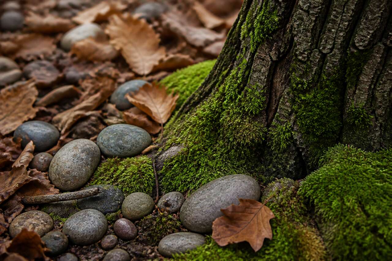 Trouver des textures en nature et les photographier sans se compliquer Trouver des textures en nature et les photographier sans se compliquer